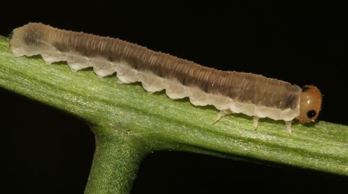 Réf. 298 568 : Macrophya ribis